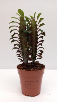 Euphorbia Trigona Rubra V12cm A35cm 15
